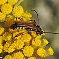 Des coléoptères minces à longues antennes sur des apiacées...