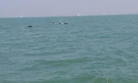 Charente-Maritime : une vingtaine de dauphins aperçus au large de l'île d'Aix
