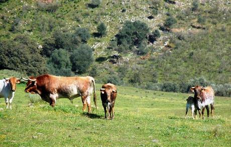 Mystères et enjeux dans la tauromachie Mystères et enjeux dans la tauromachie