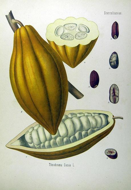 Theobroma_cacao_-_Köhler–s_Medizinal-Pflanzen-137