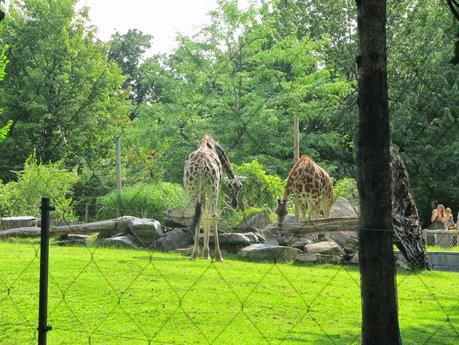 Escapade au Zoo de Granby en famille! #ZooDeGranby