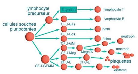 359_cellule-souche-myeloide-2