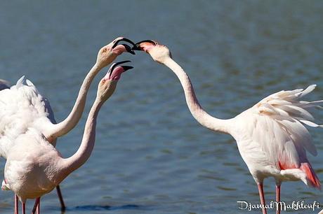 Flamant rose - Camargue Flamant rose en Camargue