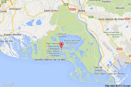 Flamant rose - Camargue Flamant rose - Camargue