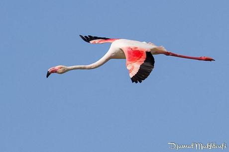 Flamant rose - Camargue Flamant rose en Camargue