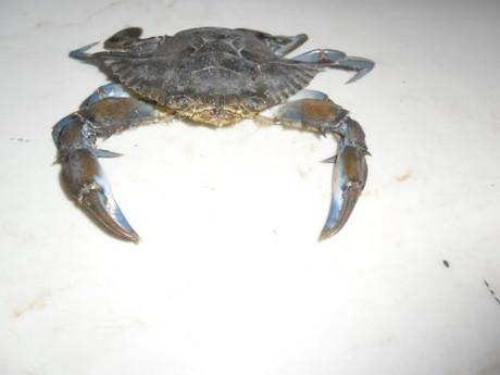 Crabes 2