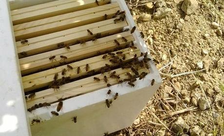 assoc-abeilles-ruches