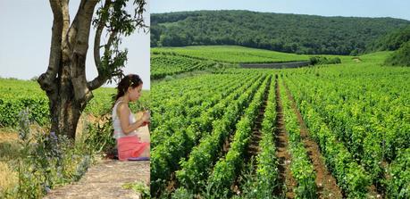 Les vins de Bourgogne à la SAQ  #lesbonsplans