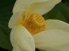 DSC04946 DSC04946