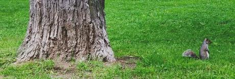 MONTREAL en été, c'est le pied ! MONTREAL en été, c'est le pied !