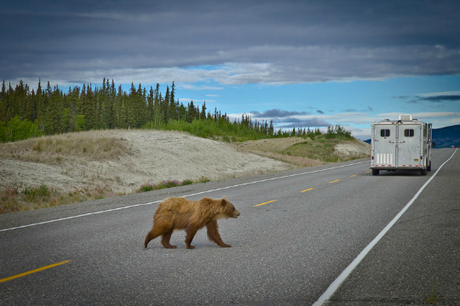 Blog Awards | Les Meilleurs Blogs et Articles de Voyage en Juillet Blog awards juillet Roadtrip au Yukon Grizzli voyages etc