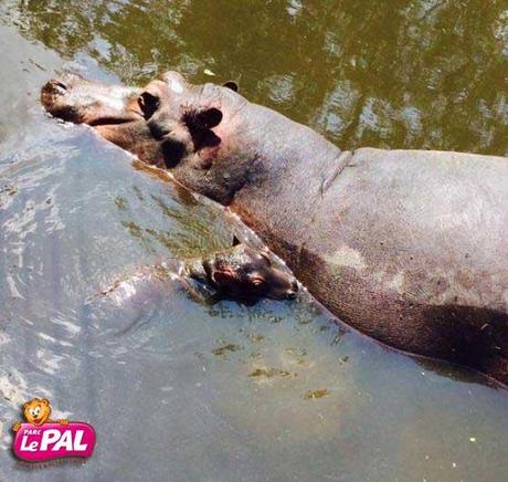 Un nouveau bébé hippopotame au parc animalier et d’attractions Le PAL Le grand hippo de 1.5 tonne et son nouveau-né de 40 kgs - Crédits photo : Le Pal