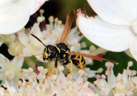Le poliste, une gentille guêpe 5 polistes rec romi 23 juil 2014 067.jpg