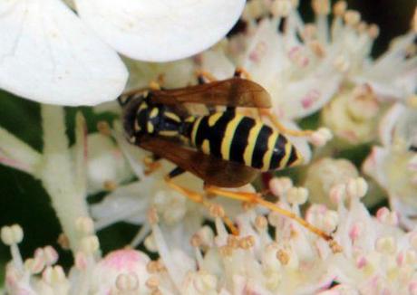 Le poliste, une gentille guêpe 7 polistes rec romi 23 juil 2014 066.jpg