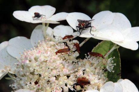 Le poliste, une gentille guêpe 1 romi 23 juil 2014 068.jpg