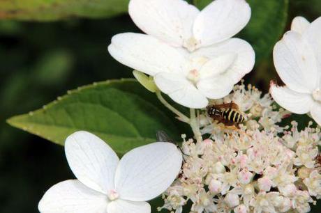 Le poliste, une gentille guêpe 3 polistes romi 23 juil 2014 066.jpg