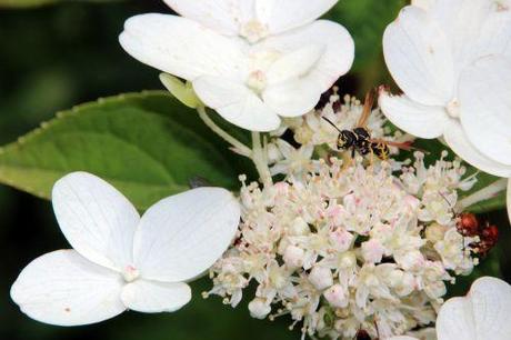 Le poliste, une gentille guêpe 4 polistes romi 23 juil 2014 067.jpg