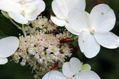 Le poliste, une gentille guêpe 2 polistes romi 23 juil 2014 064.jpg