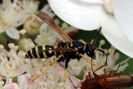 Le poliste, une gentille guêpe 6 polistes rec romi 23 juil 2014 064.jpg