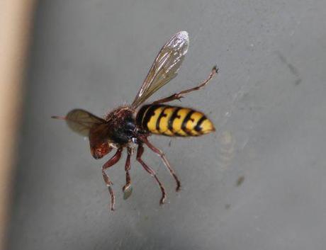 Le poliste, une gentille guêpe frelon 19 juil 2014 006.jpg