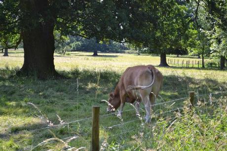 Sunday tag #16 IMG_0787.JPG