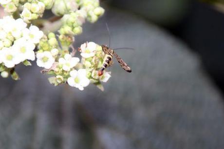 Des argouses pour les petits oiseaux vib lantana mouche sc romi 9 août 2014 050.jpg