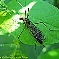 Diptère également appelé Tipula fenestralis Une tipule habillée comme les frères dalton...