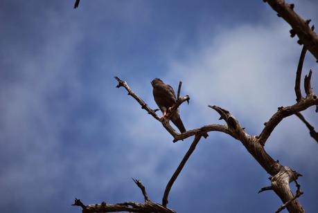 Oiseau de proie