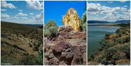 Les USA insolites: quand des expatriés nous délivrent leurs petits secrets Gingko Petrified Forest