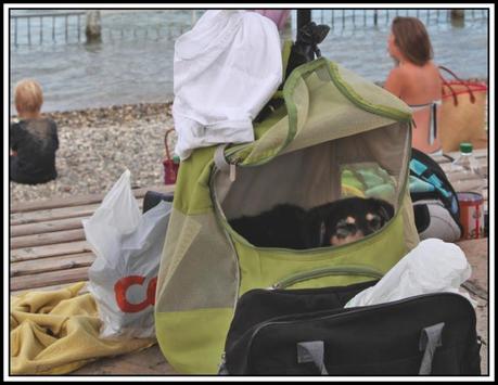 La photo du jour : faire le cabot Chien 3.jpg