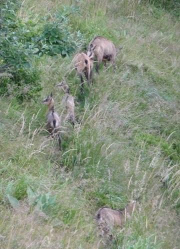 Le chamois P1030129bis.jpg