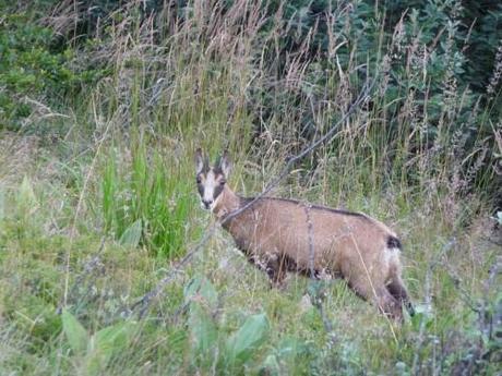 Le chamois P1030132