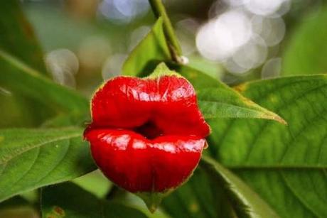 Hookers-Lips-Psychotria-Elata-mogwaii
