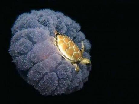 tortue-méduse-mogwaii