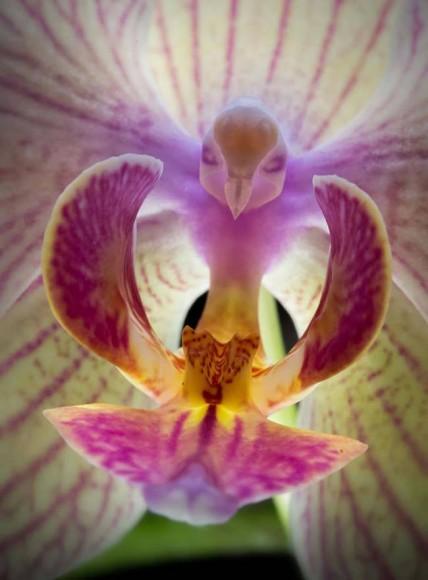 orchidee-oiseau-mogwaii