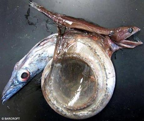 poisson-deepsee-fish-mogwaii