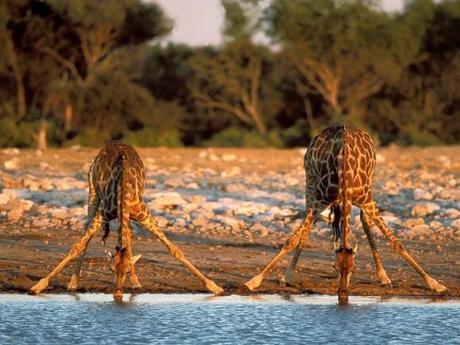 girafe-boire-moigwaii