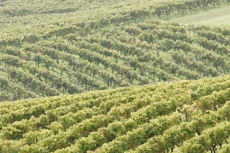 Pesticides et santé : surmortalité autour des vignes