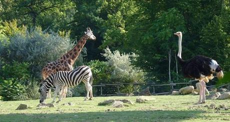Le Zoo d’Amnéville et le Parc de Sainte-Croix dans le Top 10 des parcs animaliers en France Plaine africaine Zoo Amnéville