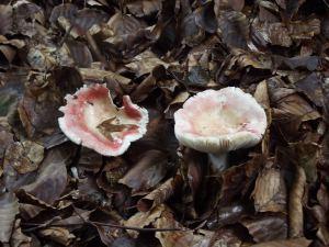 Quelques photos … DSCF2431