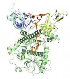 CYTOLOGIE: La petite protéine qui régule l'identité cellulaire – Nature