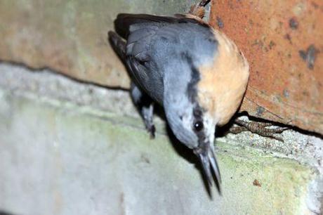 Le coma de la sittelle sittelle 18 août 2014 005.jpg