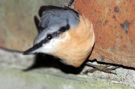 Le coma de la sittelle sittelle 18 août 2014 009.jpg