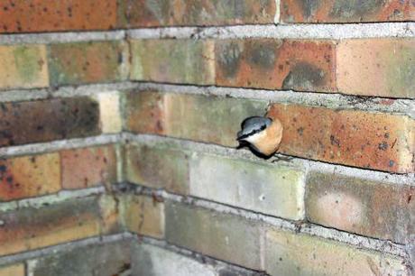 Le coma de la sittelle sittelle 18 août 2014 011.jpg