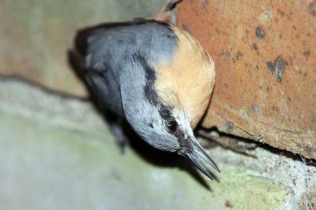 Le coma de la sittelle sittelle 18 août 2014 004.jpg