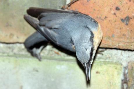 Le coma de la sittelle sittelle 18 août 2014 006.jpg