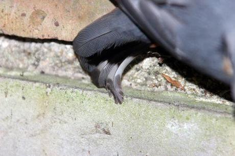 Le coma de la sittelle sittelle 18 août 2014 007.jpg