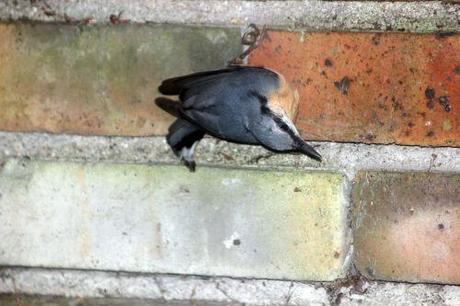 Le coma de la sittelle sittelle 18 août 2014 001.jpg