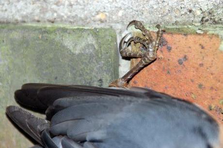 Le coma de la sittelle sittelle 18 août 2014 008.jpg