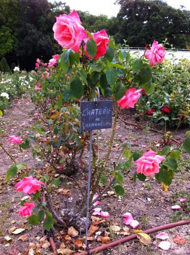 Roses château de chenonceau